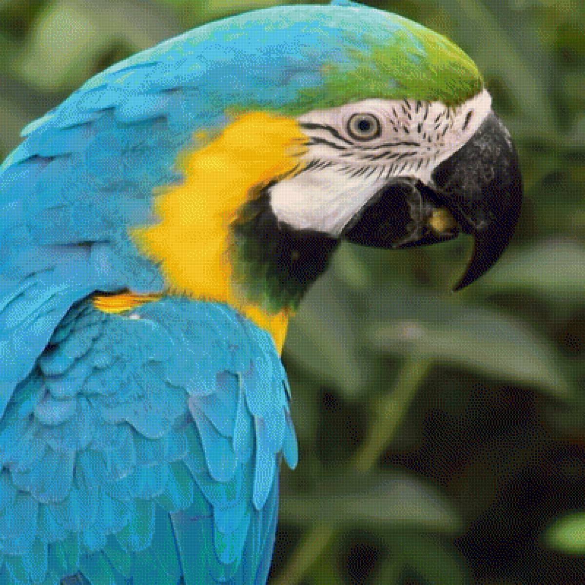 Попугай - попугай, птицы - предпросмотр