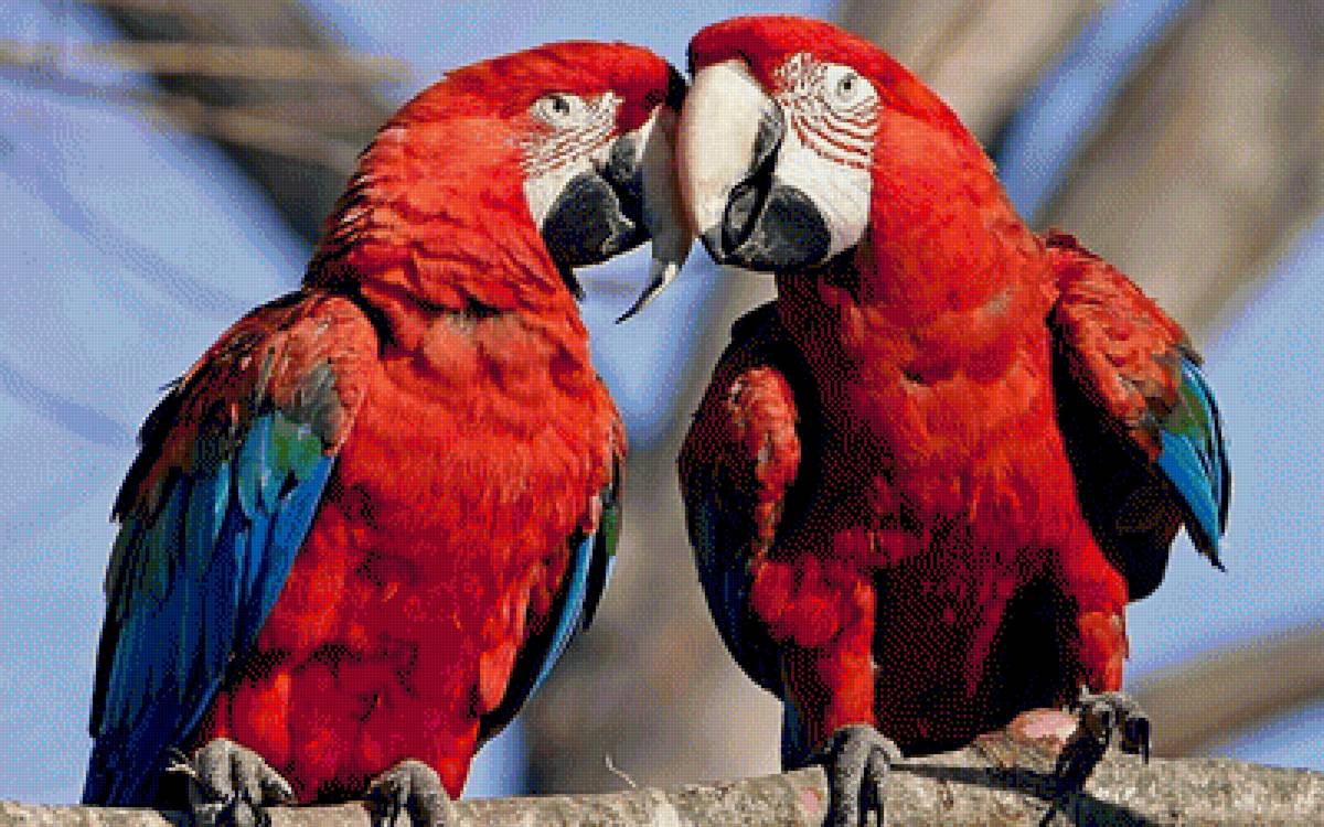 Попугаи - попугай, птицы - предпросмотр