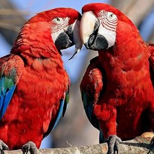 Схема вышивки «Попугаи»