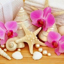 Схема вышивки «mušle»