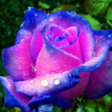 Схема вышивки «Роза голубая»