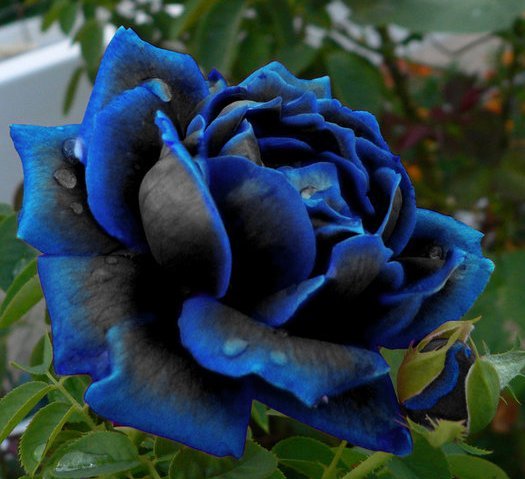 Роза голубая - цветы, роза - оригинал
