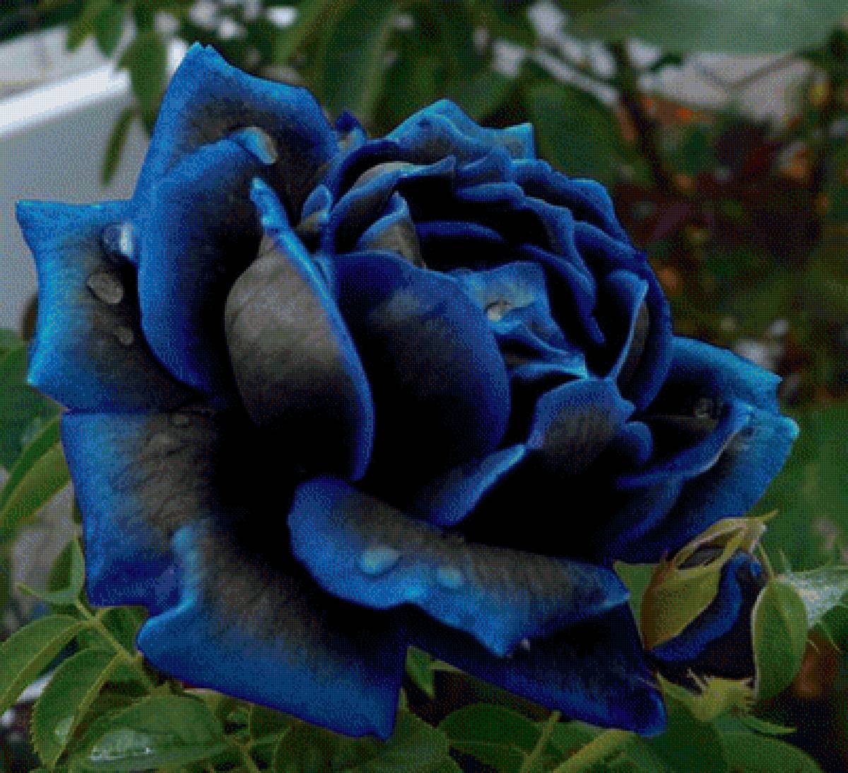 Роза голубая - роза, цветы - предпросмотр