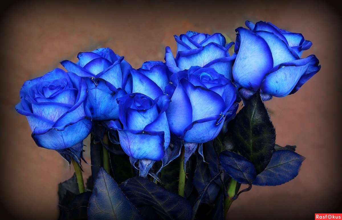 american love Blue flowers garden, White and blue flowers, Blue roses