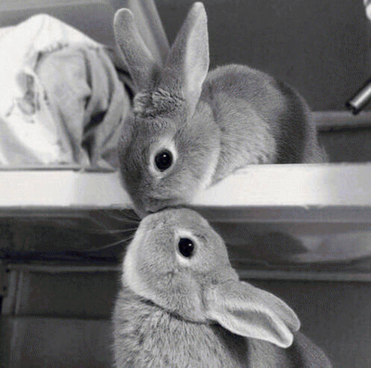 Зайцы - любовь, животные, романтика, зайцы - предпросмотр