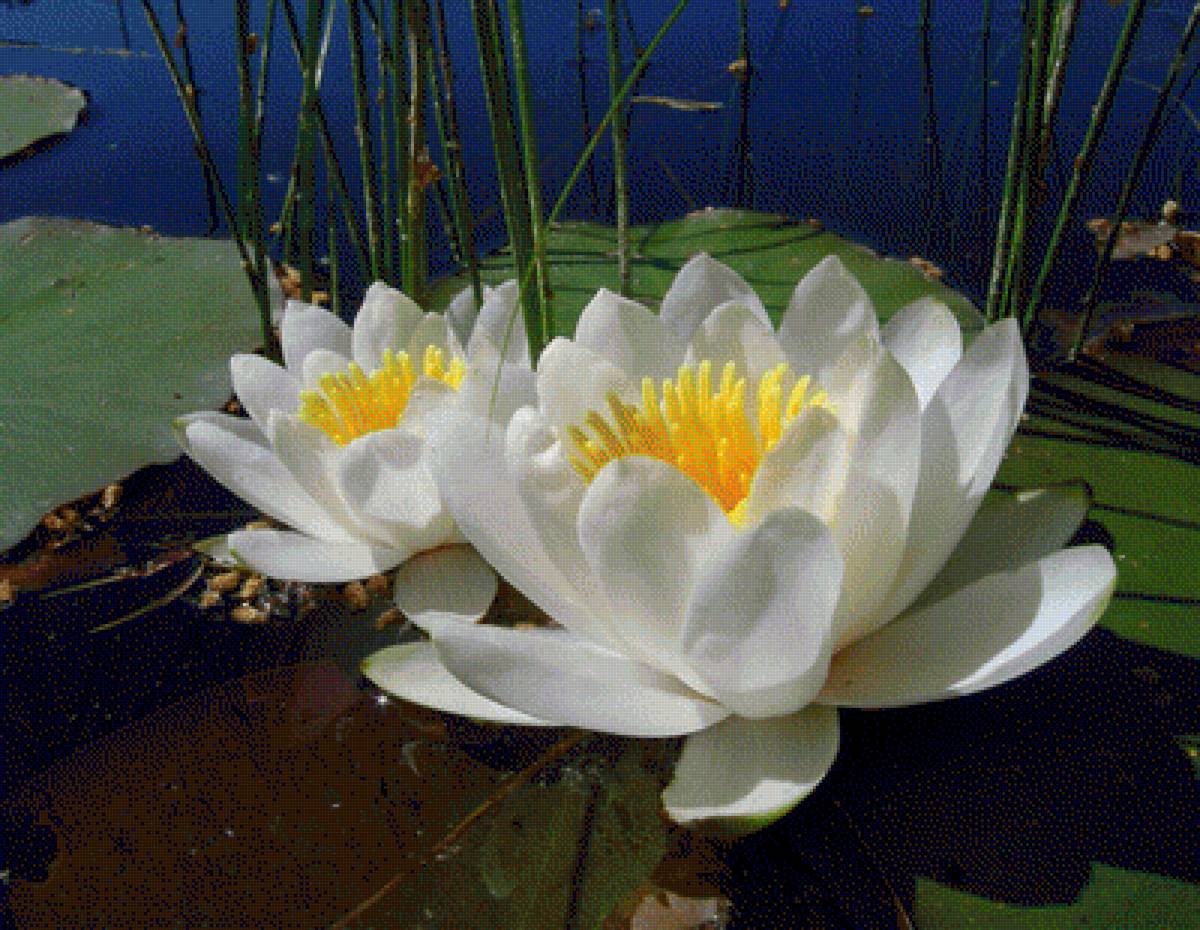 Водяная лилия 8. Кувшинка белая водяная Лилия. Кувшинка белая (Nymphaea Alba). Кувшинка белая (водяная Лилия) или белая Лилия. Белая кувшинка Одолень трава.