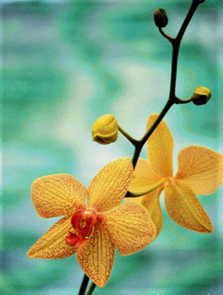 ORCHIDS - орхидея - предпросмотр