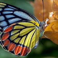 Схема вышивки «радужная бабочка»