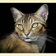 Схема вышивки «Кот.»