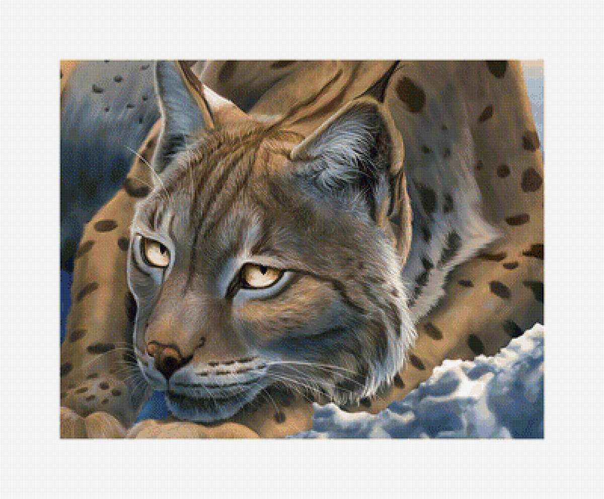 Рысь. - хищник, снег, рысь, животные - предпросмотр