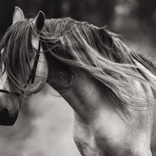 Схема вышивки «черно-белый портрет коня»