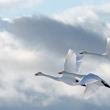 Схема вышивки «Полет»