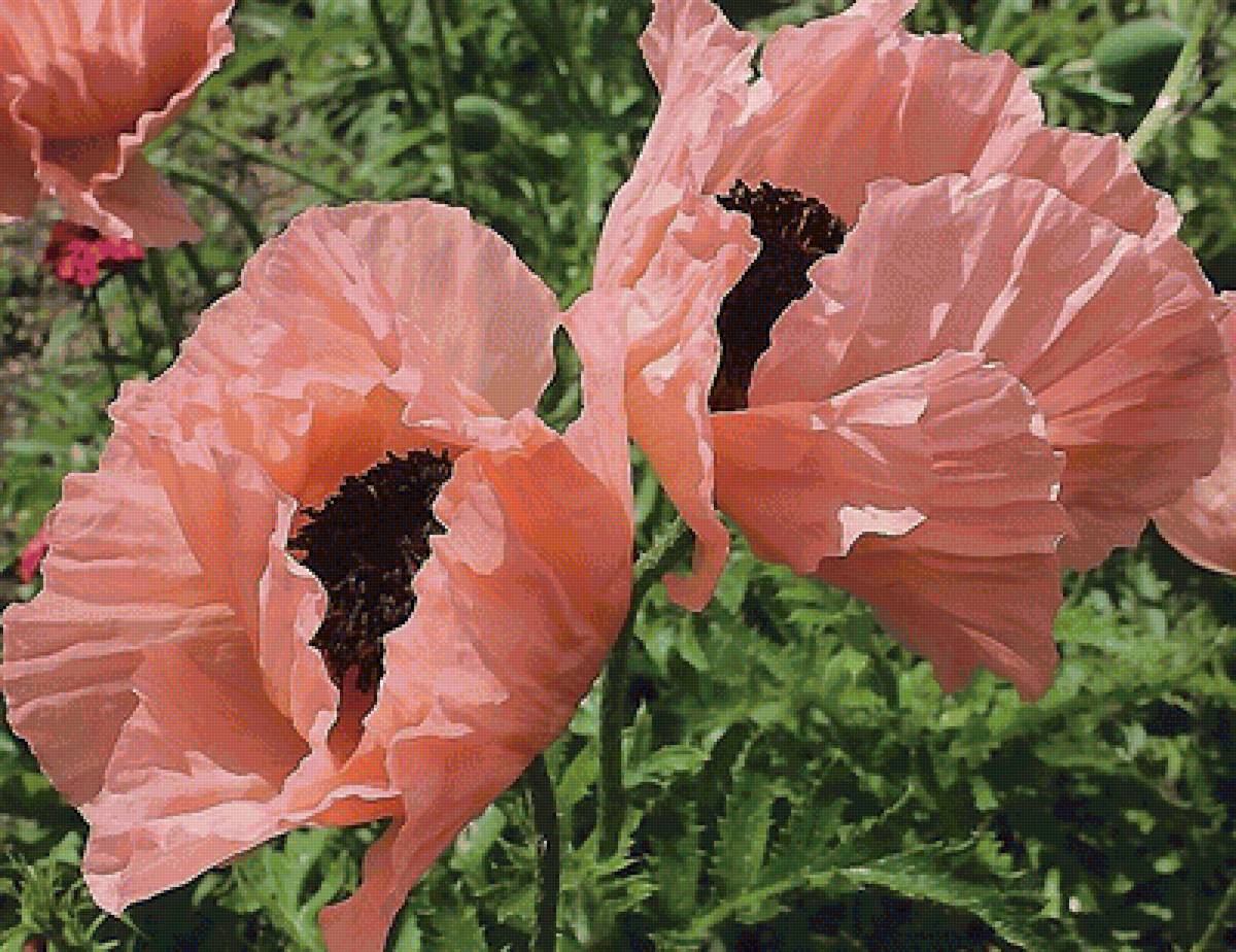 Маки - цветы, маки - предпросмотр