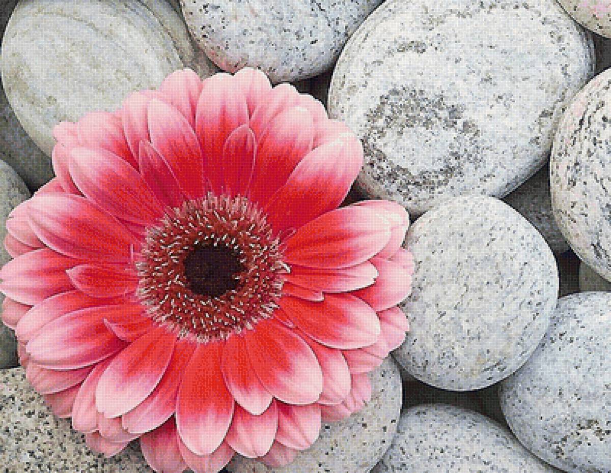 Цветок на камнях - гербера, камни, цветок - предпросмотр