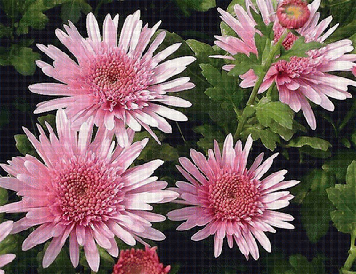 Розовые хризантемы - цветы, хризантемы - предпросмотр