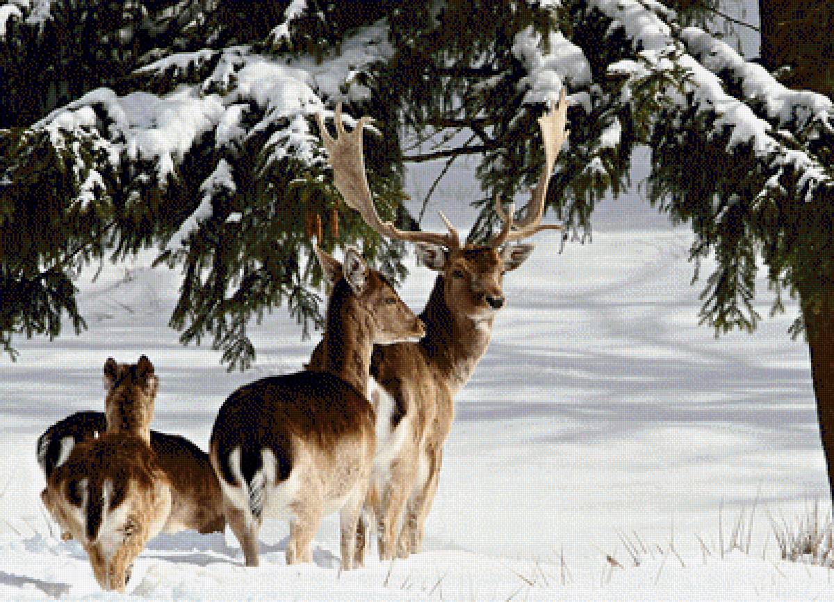В зимнем лесу - зима, лес, снег, олени, природа - предпросмотр
