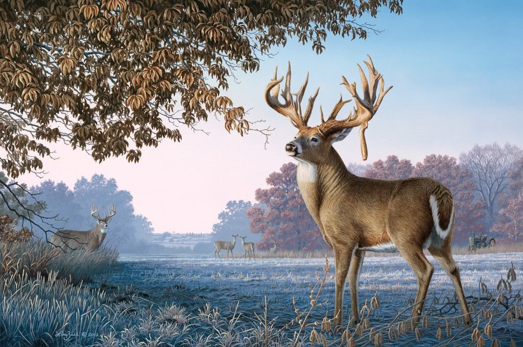 Олени - олени, природа, лес - оригинал