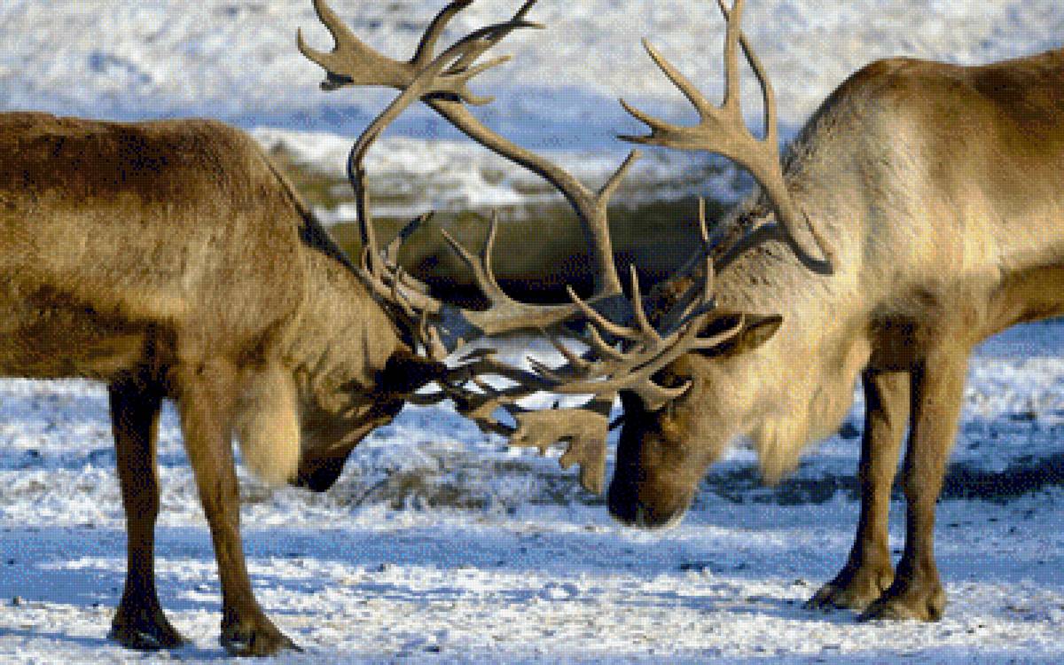 Северные олени - снег, природа, олени, , зима - предпросмотр