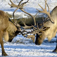 Северные олени
