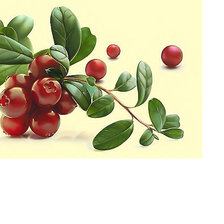 Схема вышивки «Серия "Фруктово-ягодная". Брусника»