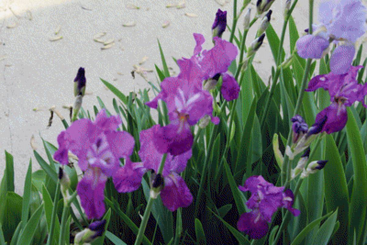 Iris - flowers, iris, purple - предпросмотр