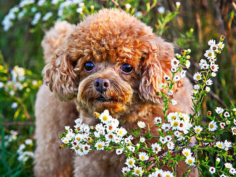 собака - пудель, цветы - оригинал
