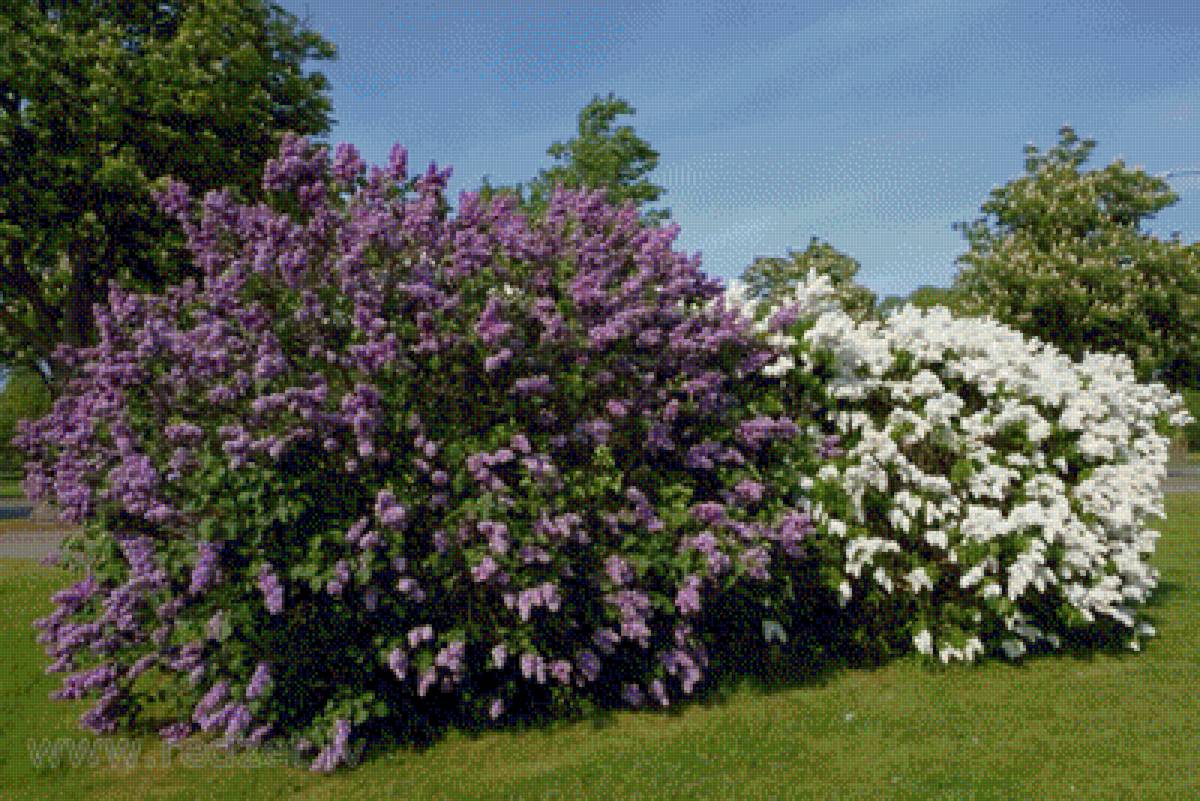 LILACS - природа. сирень, пейзаж - предпросмотр