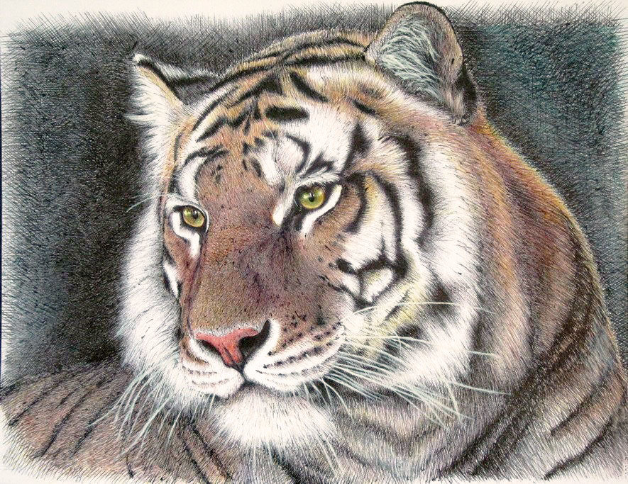 Портрет тигра - тигр, хищники, животные - оригинал