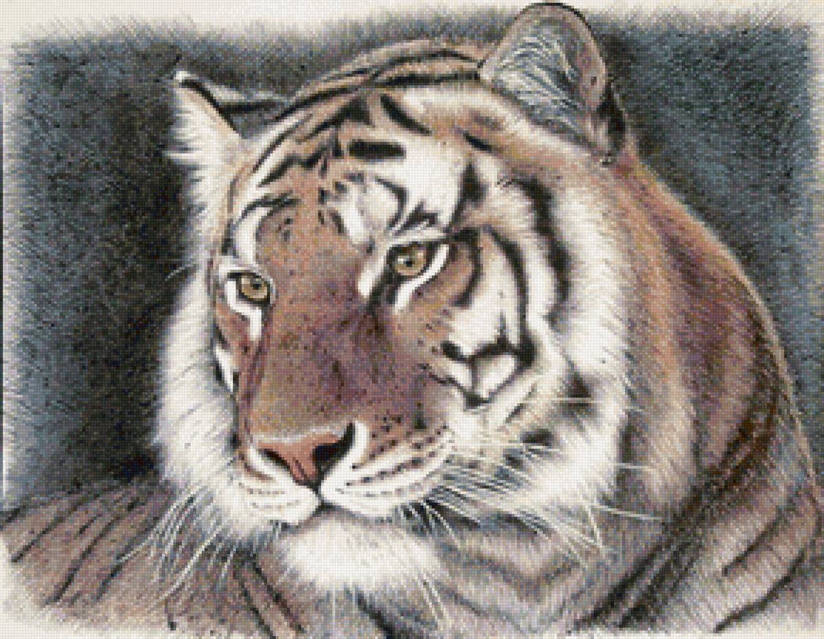 Портрет тигра - тигр, животные, хищники - предпросмотр