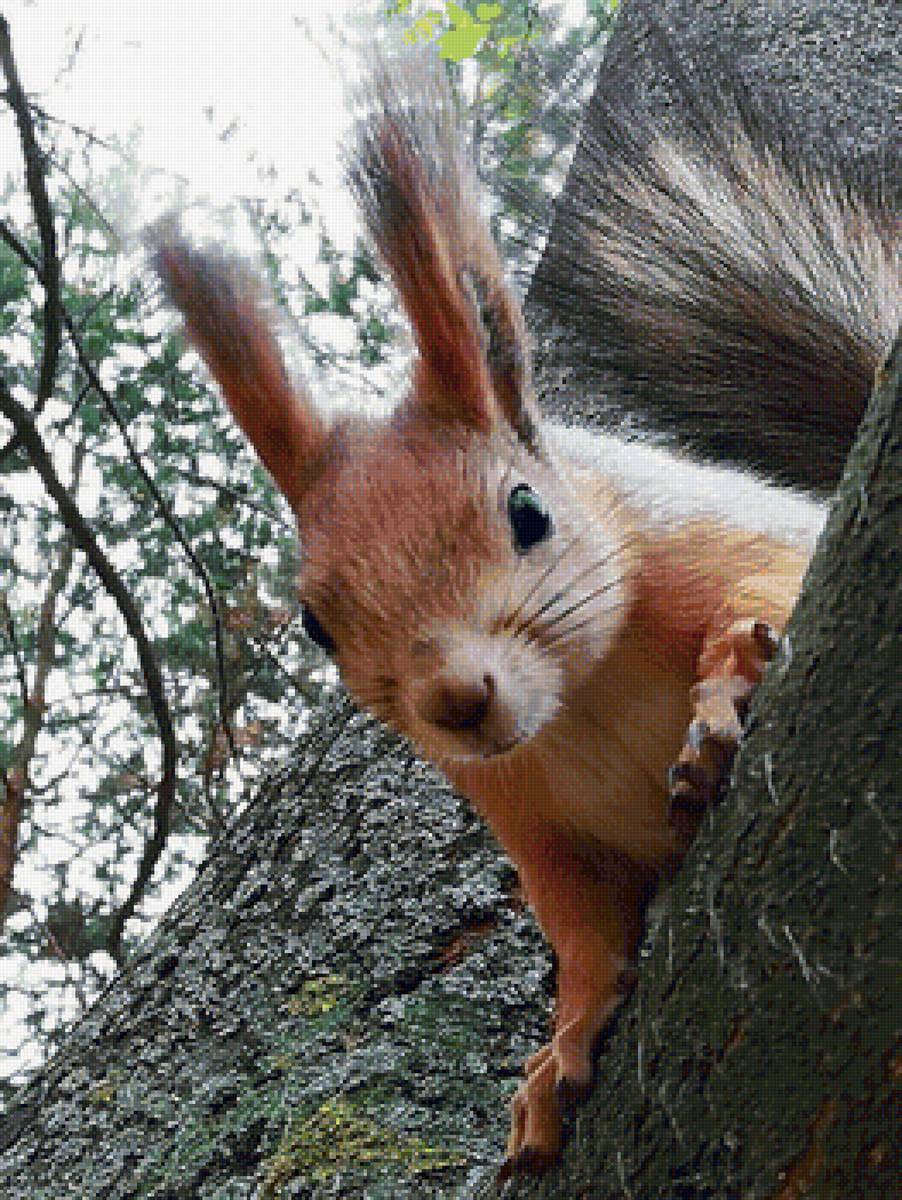 Белочка - предпросмотр