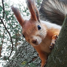 Схема вышивки «Белочка»