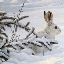 Заяц белый