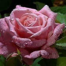 Схема вышивки «Под дождем»