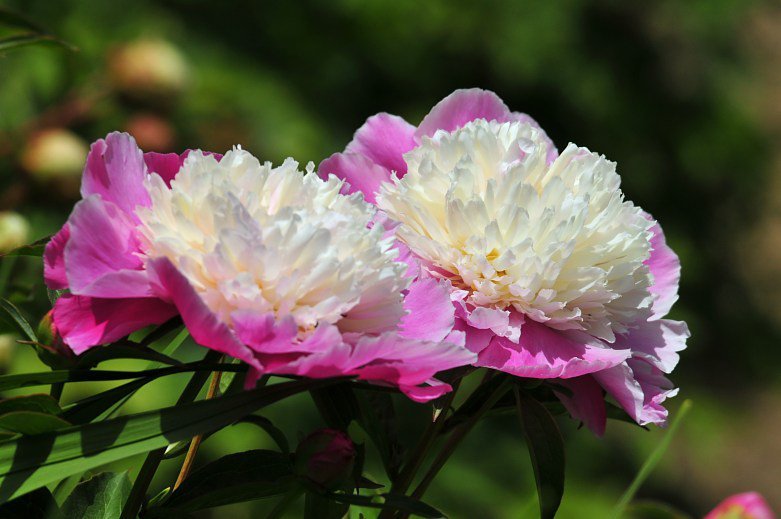 Пионы - цветы, пионы - оригинал