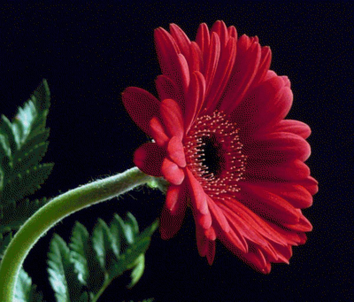 Гербера - гербера, цветы - предпросмотр