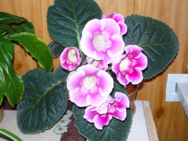 Глоксиния - цветы - оригинал