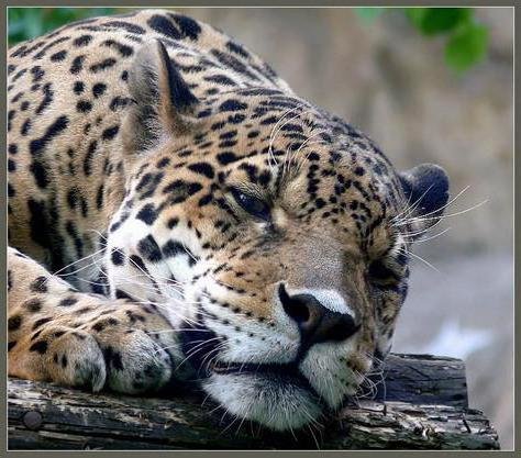 Леопард - леопард, животные - оригинал