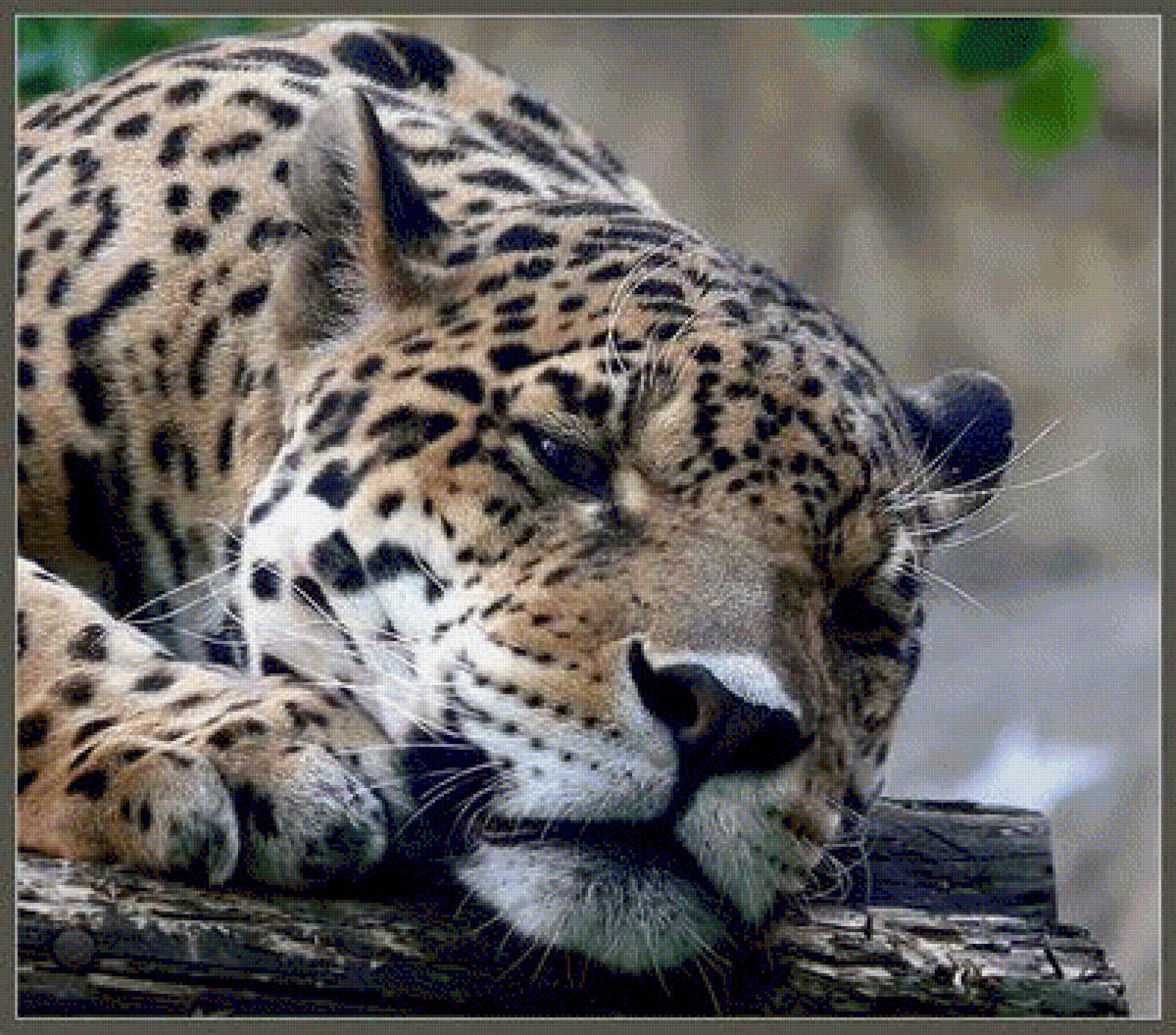 Леопард - животные, леопард - предпросмотр