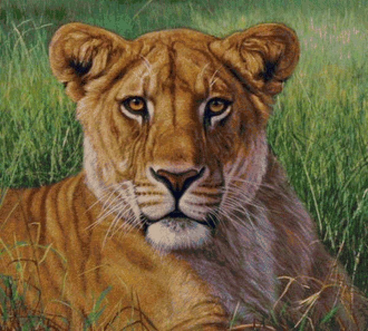 дикие - предпросмотр