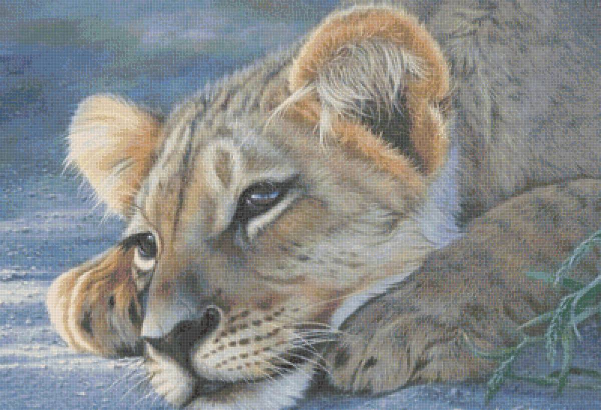 дикие - предпросмотр