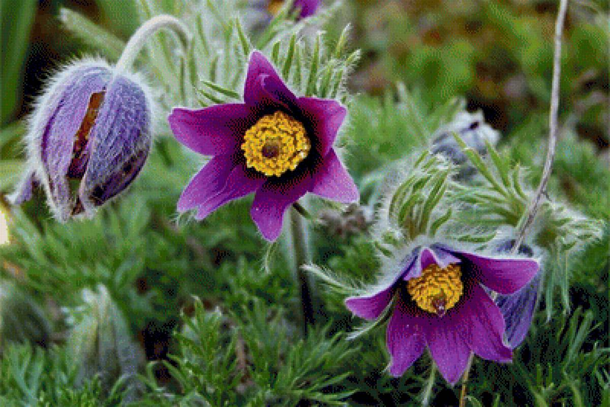 Сон - трава - цветы, сон-трава - предпросмотр