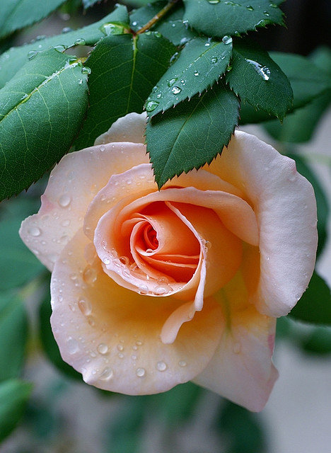 Прекрасной розы аромат - цветы, роза - оригинал