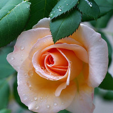 Прекрасной розы аромат