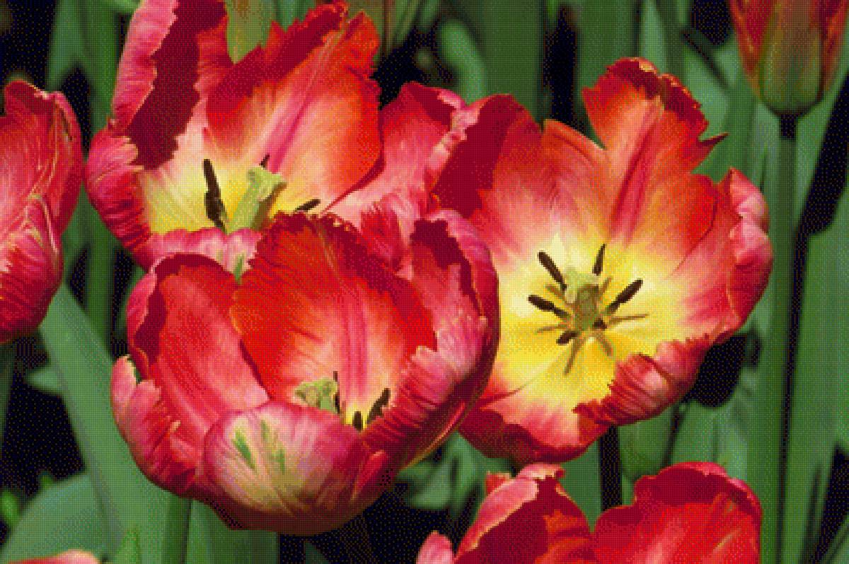 Тюльпаны - тюльпан, цветы - предпросмотр