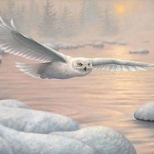 Полярная хищница