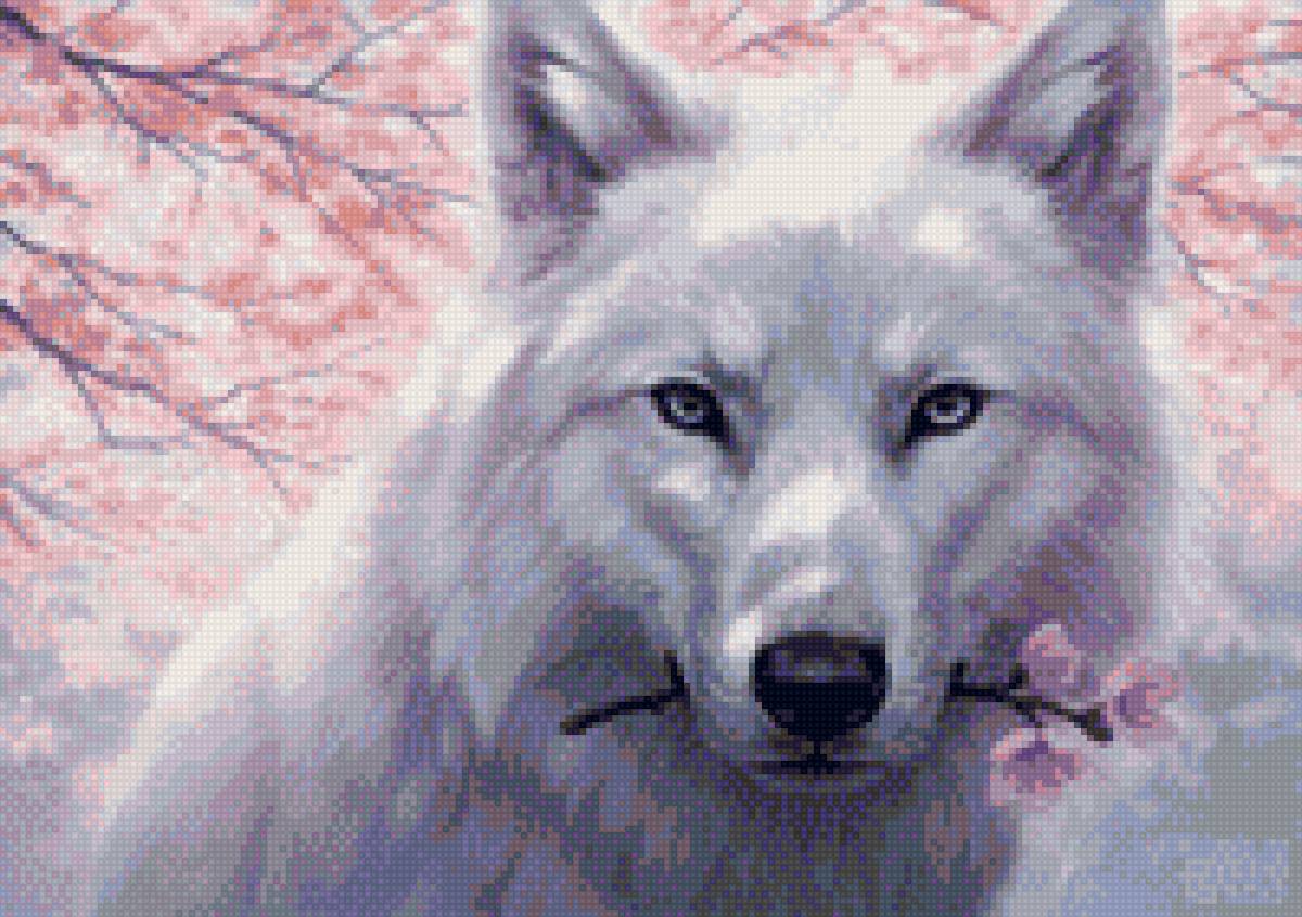 Белый волк - цветение, волк - предпросмотр