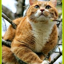 Схема вышивки «Высоко сижу, далеко гляжу»