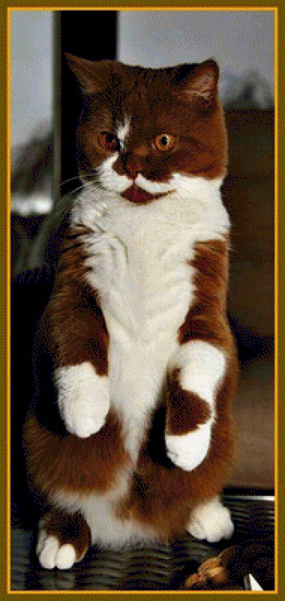 Шоколадный кот - кошки, животные - предпросмотр