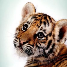 Схема вышивки «Тигренок»