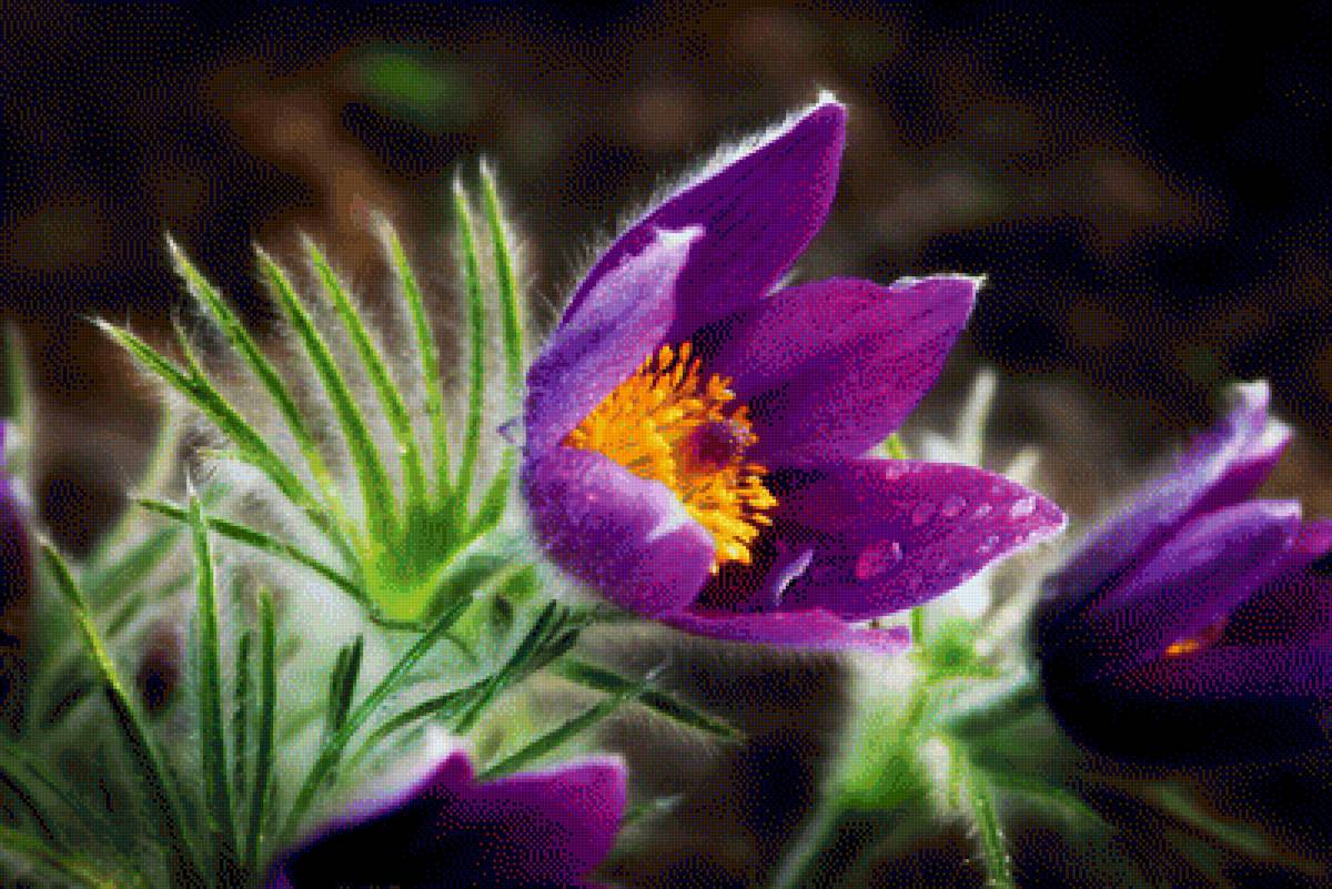 Сон - трава - цветы, сон-трава - предпросмотр